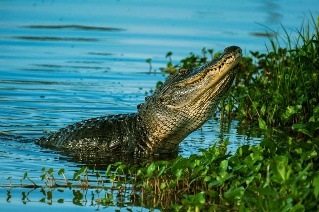 Florida alligator rising from the water near green wetland plants in its natural habitat.
