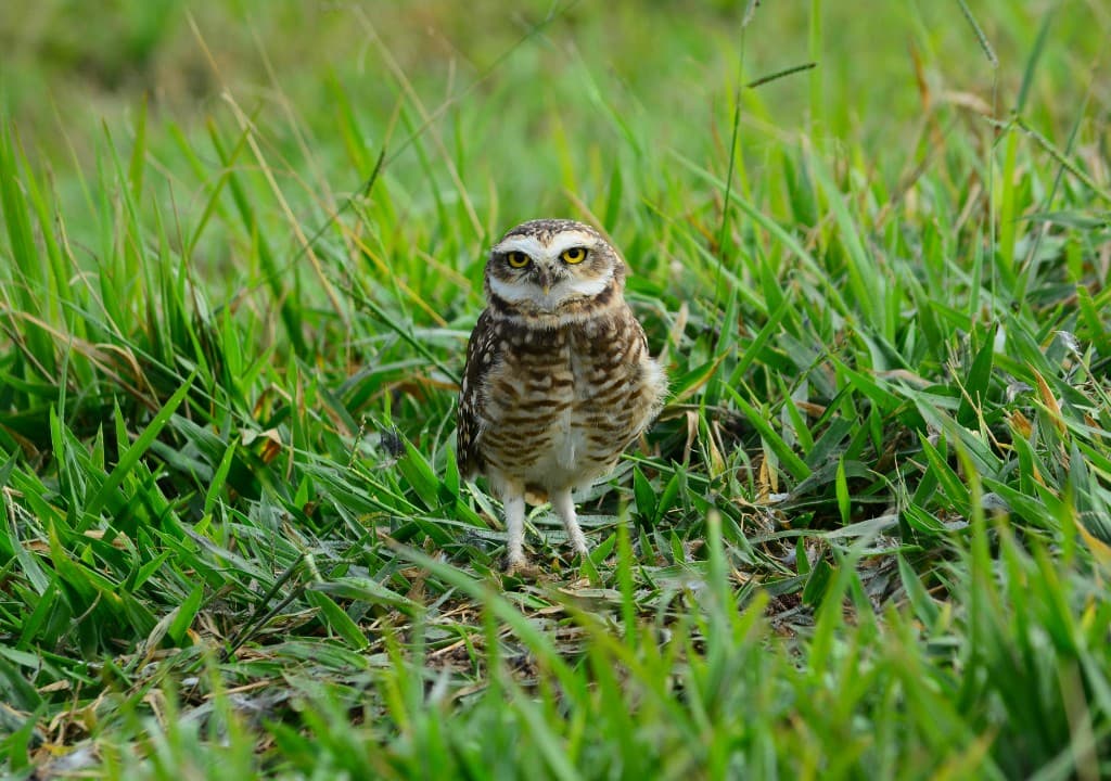 Florida burrowing owl standing in green grass with bright yellow eyes in its natural habitat.