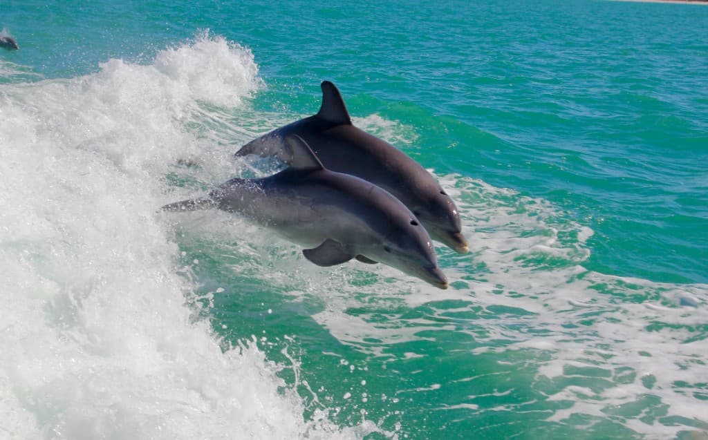 Two Florida dolphins swimming through turquoise ocean water beside a boat wake on a sunny day.