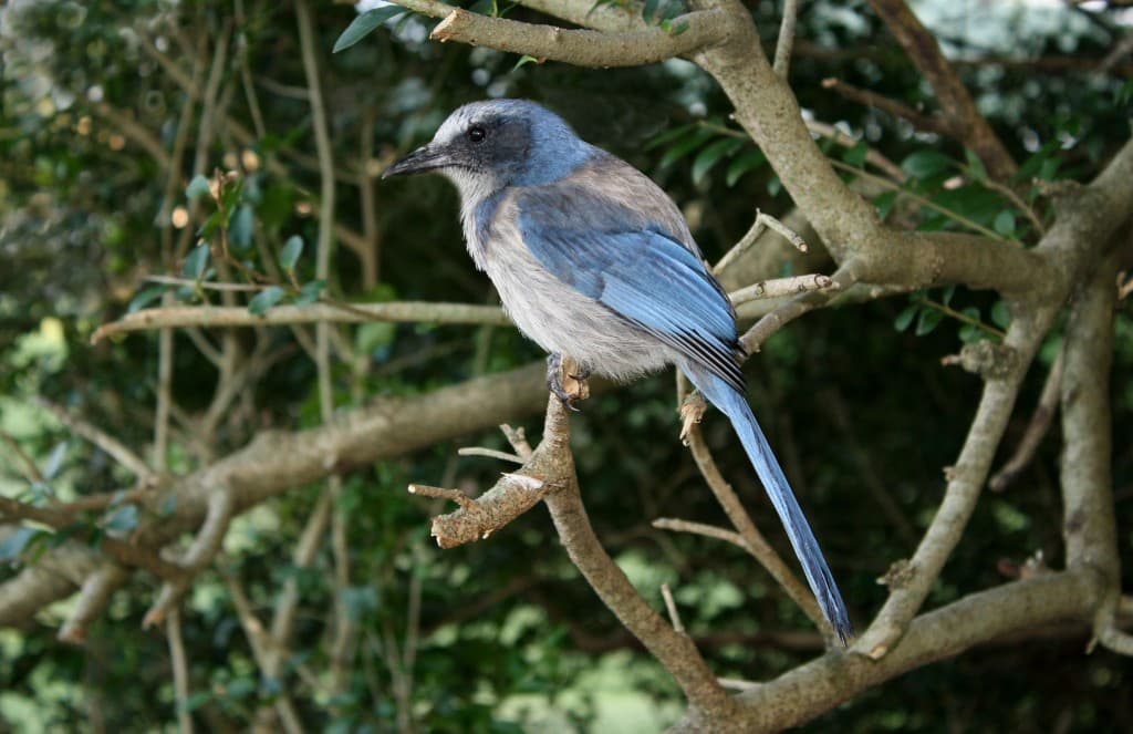 Florida scrub-jay perched on a tree branch with blue and gray feathers in its natural habitat.